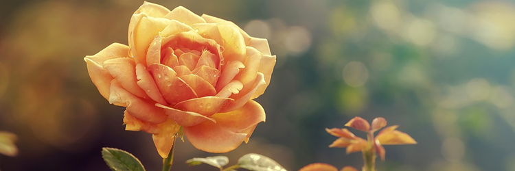Be Joyful 