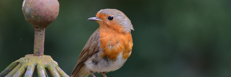 Groeien in de Heer